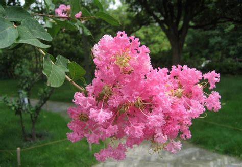 紫薇花种植|紫薇树的种植与养护